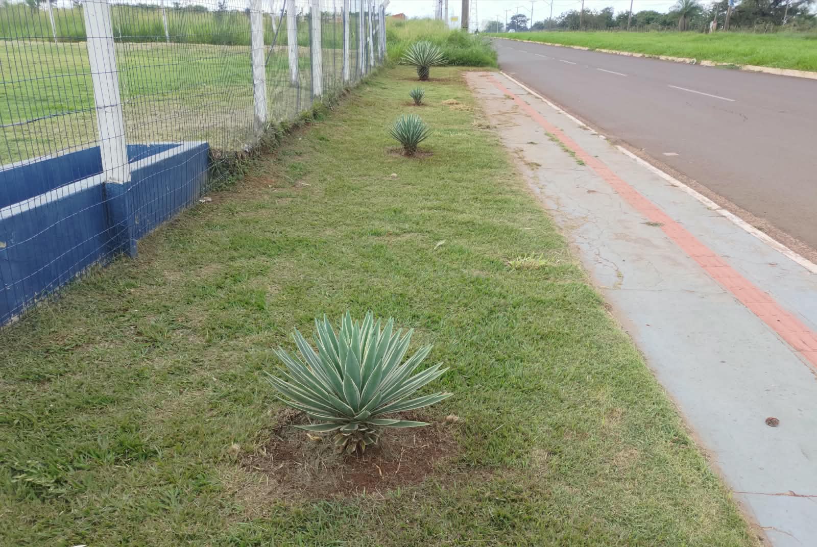 Canteiro em calçada com agaves e grama esmeralda alinhada